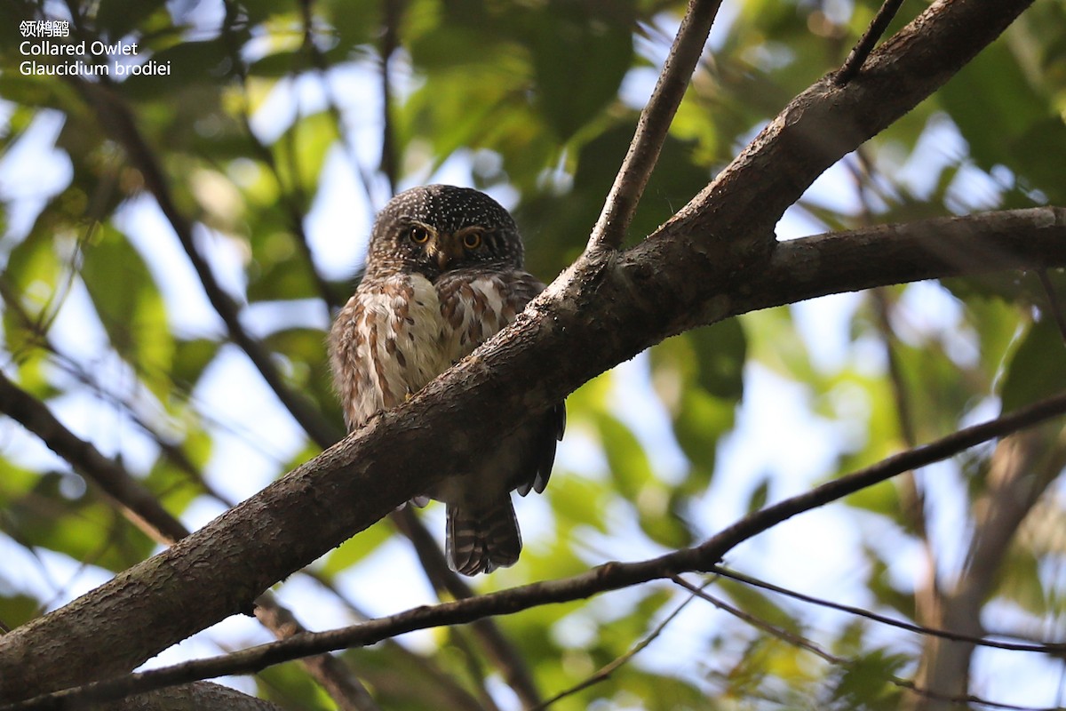 Collared Owlet - ML286205361