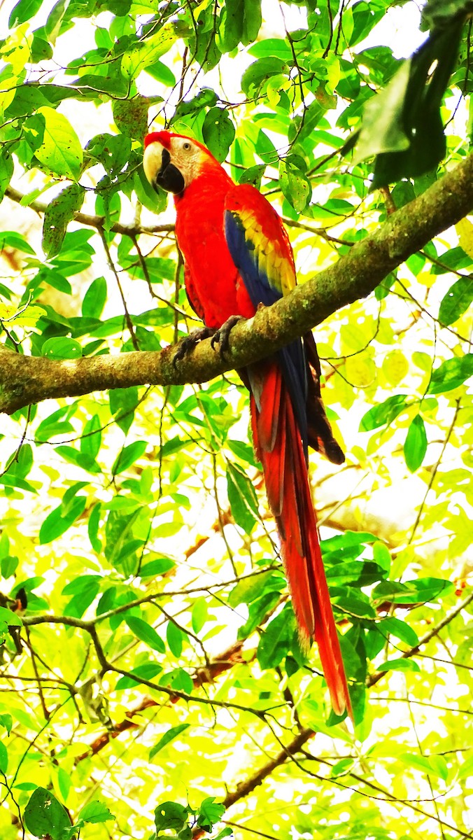 Scarlet Macaw - Jorge Rodríguez Álvarez