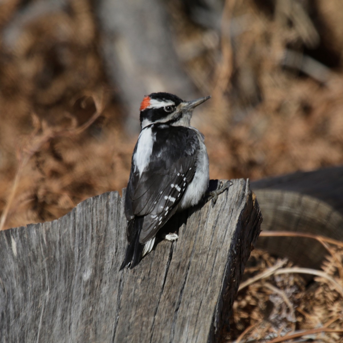 Hairy Woodpecker (Rocky Mts.) - Doug Kibbe