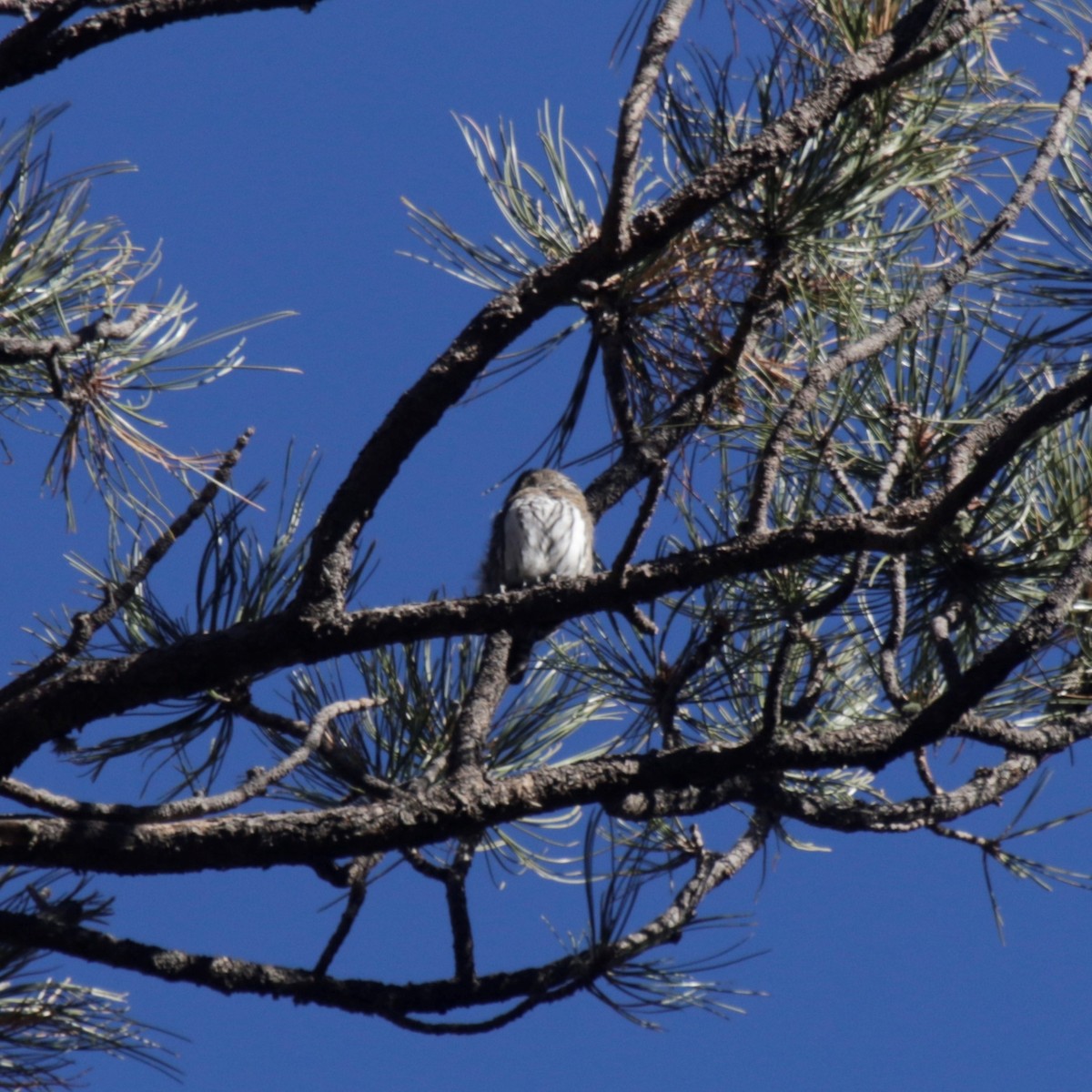 Northern Pygmy-Owl (Mountain) - ML286214461