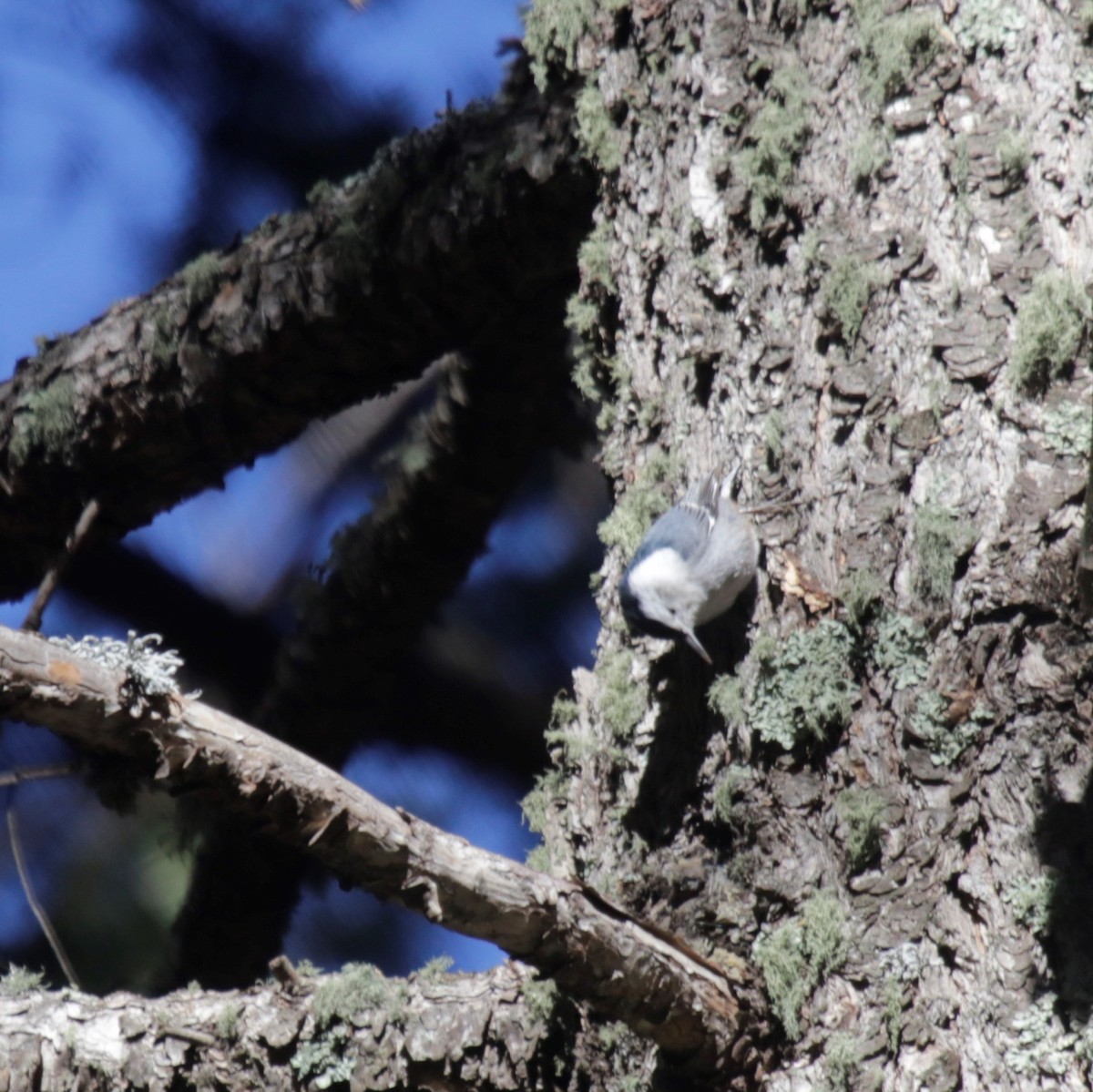 White-breasted Nuthatch (Interior West) - ML286214891