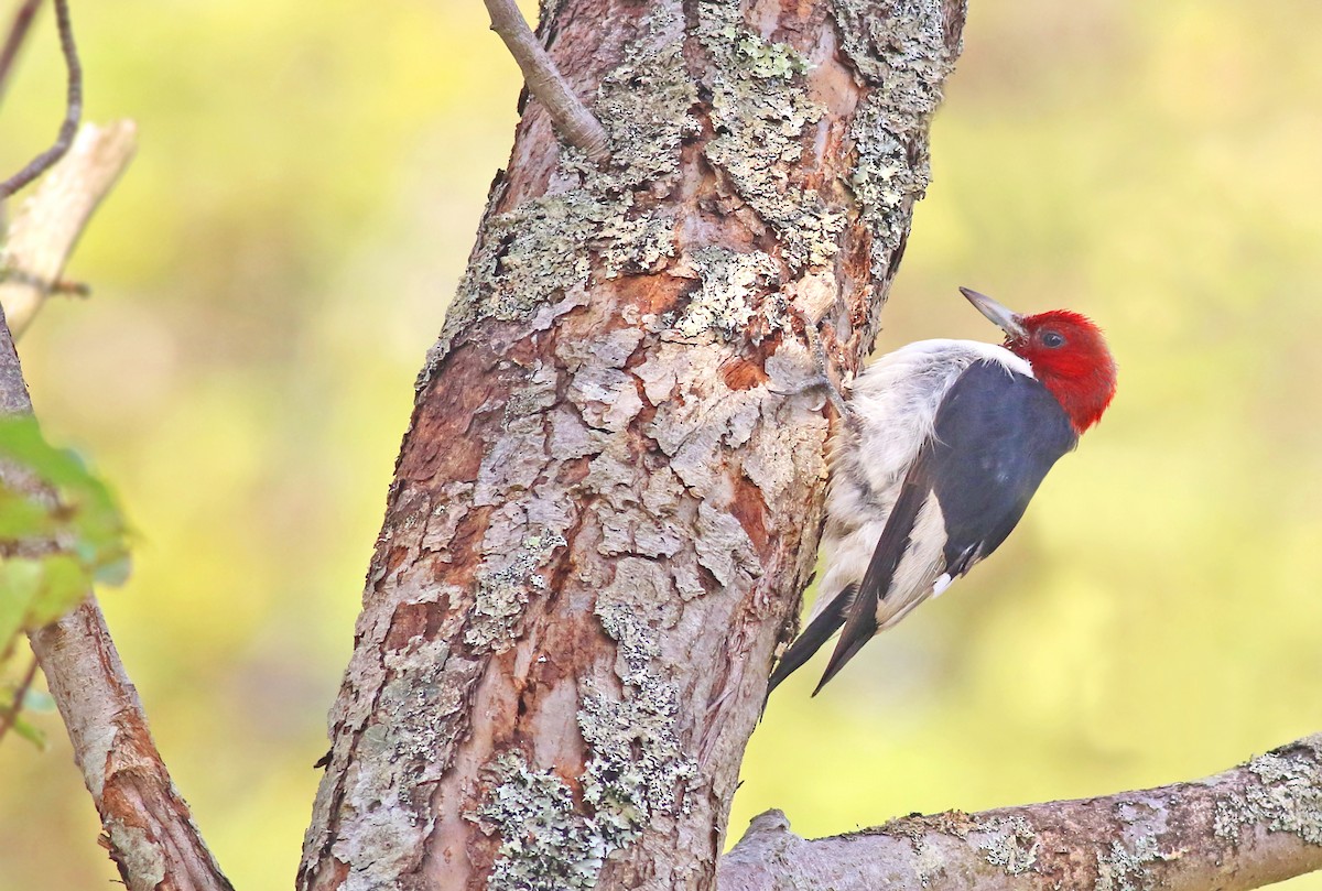 Red-headed Woodpecker - ML286216111