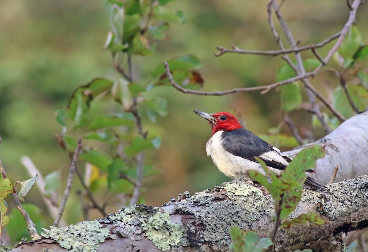 Red-headed Woodpecker - ML286216211
