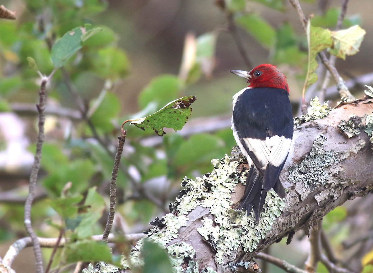 Red-headed Woodpecker - ML286216251