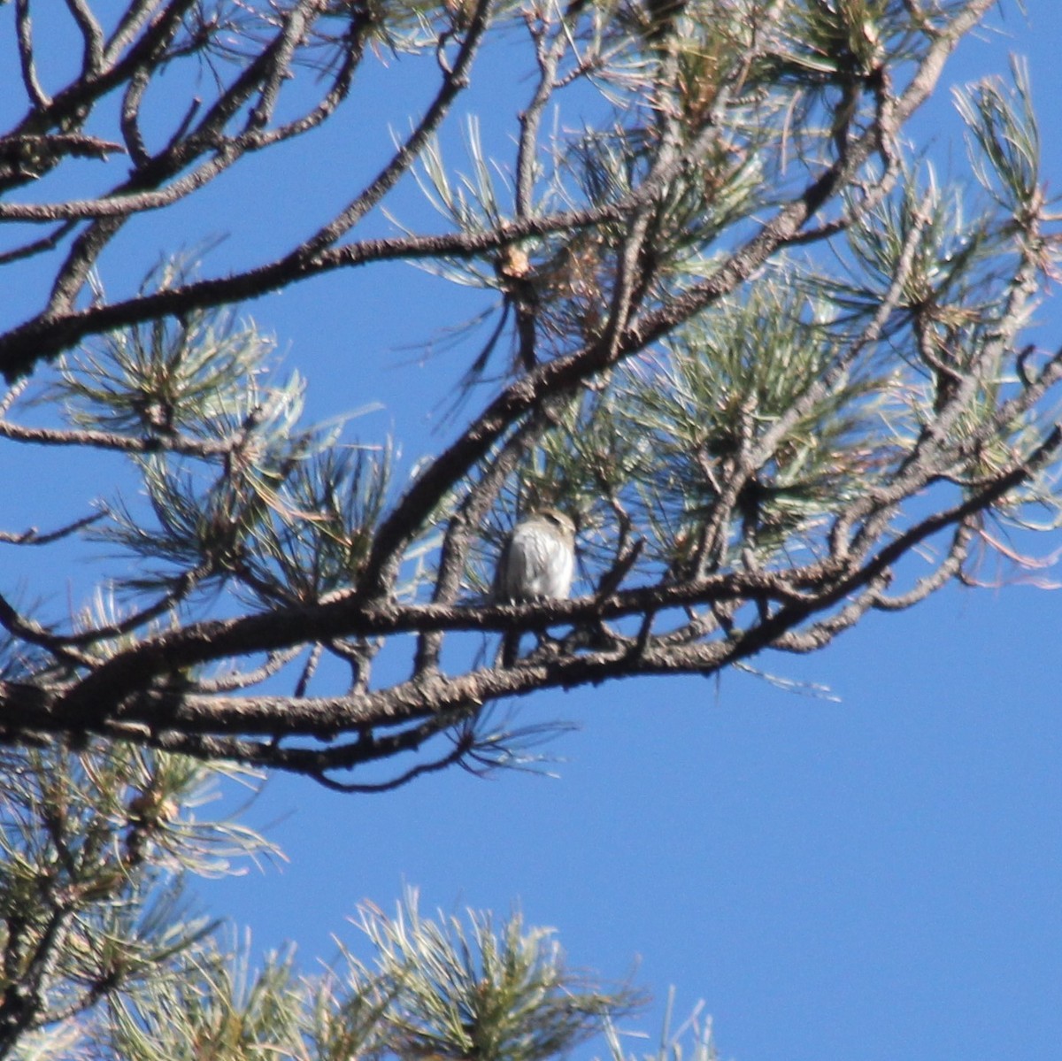 Northern Pygmy-Owl (Mountain) - ML286217601