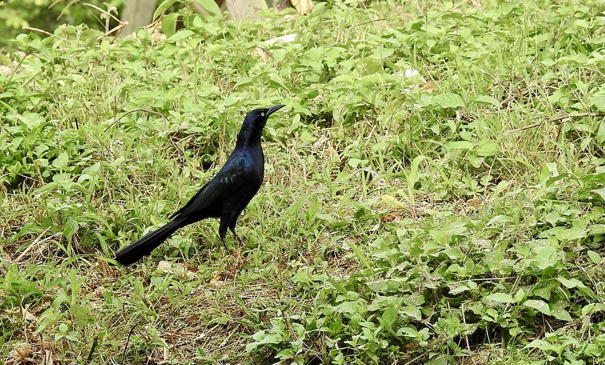 Great-tailed Grackle - ML286219041