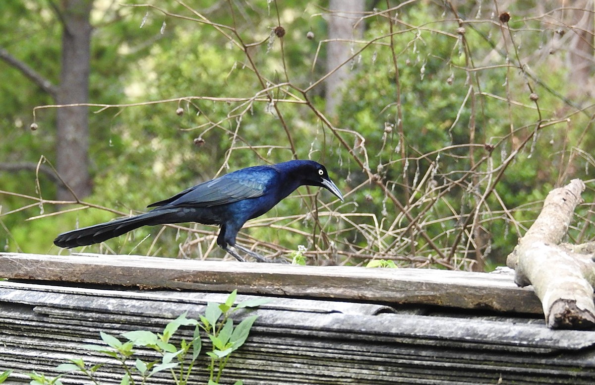 Great-tailed Grackle - ML286219061