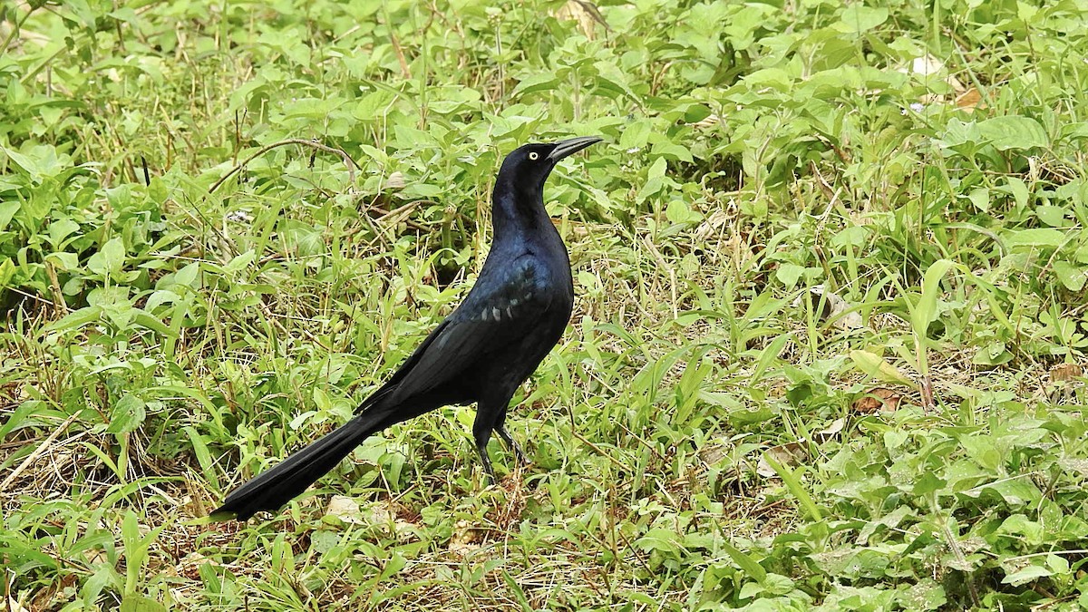 Great-tailed Grackle - ML286219081