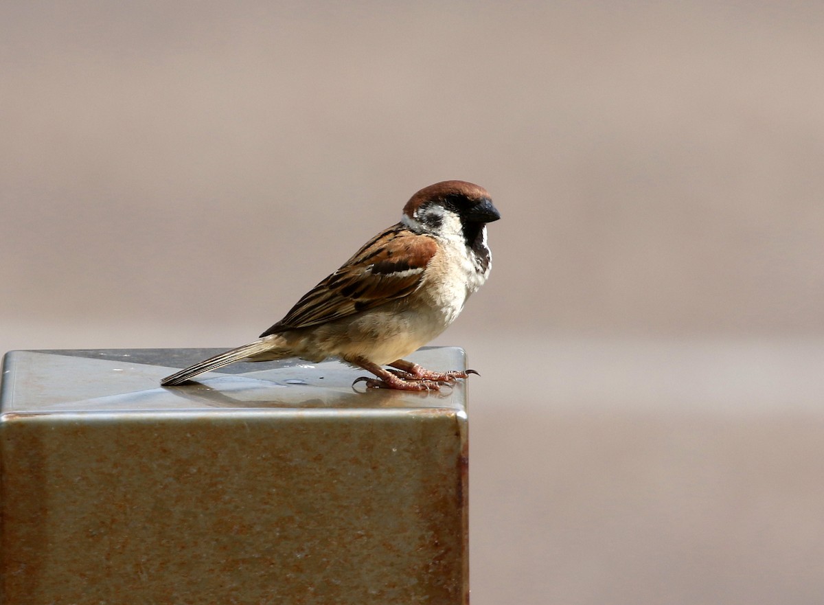 Eurasian Tree Sparrow - Stuart Kelly