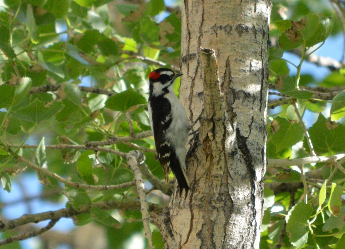 Downy Woodpecker - ML28622401