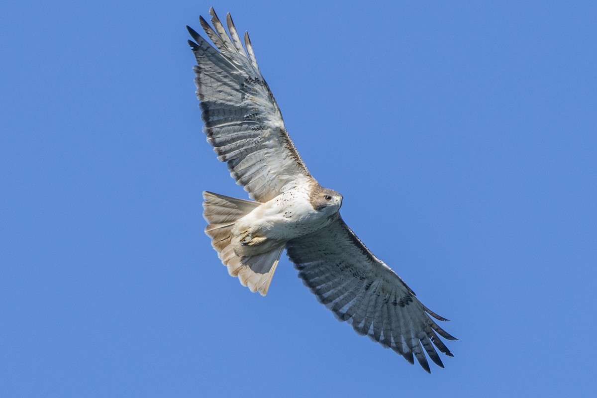Red-tailed Hawk - Michael Linz