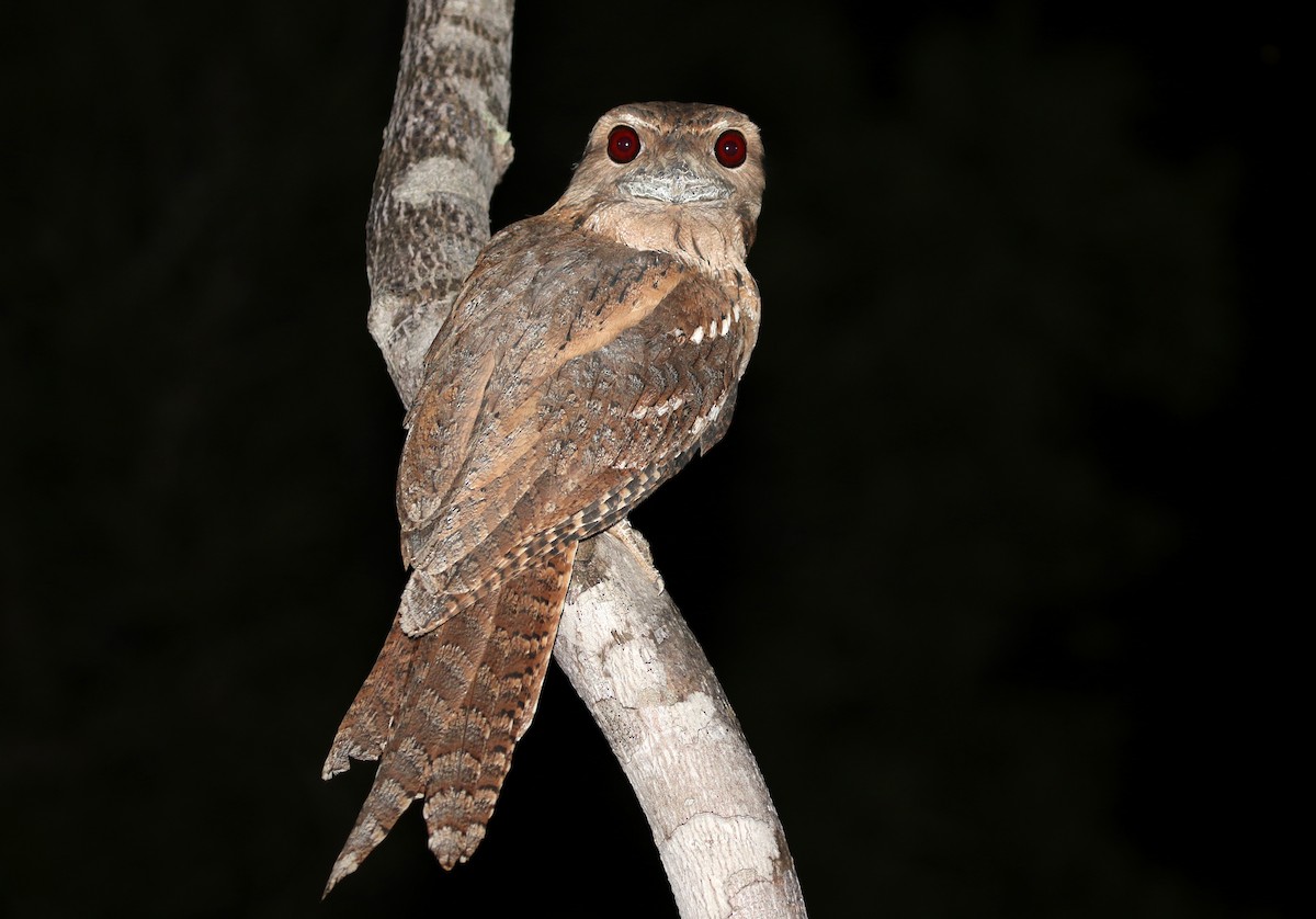 Papuan Frogmouth - Stuart Kelly