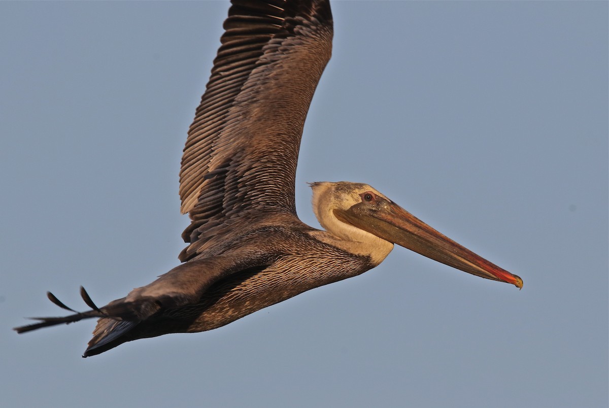 Brown Pelican - Pair of Wing-Nuts