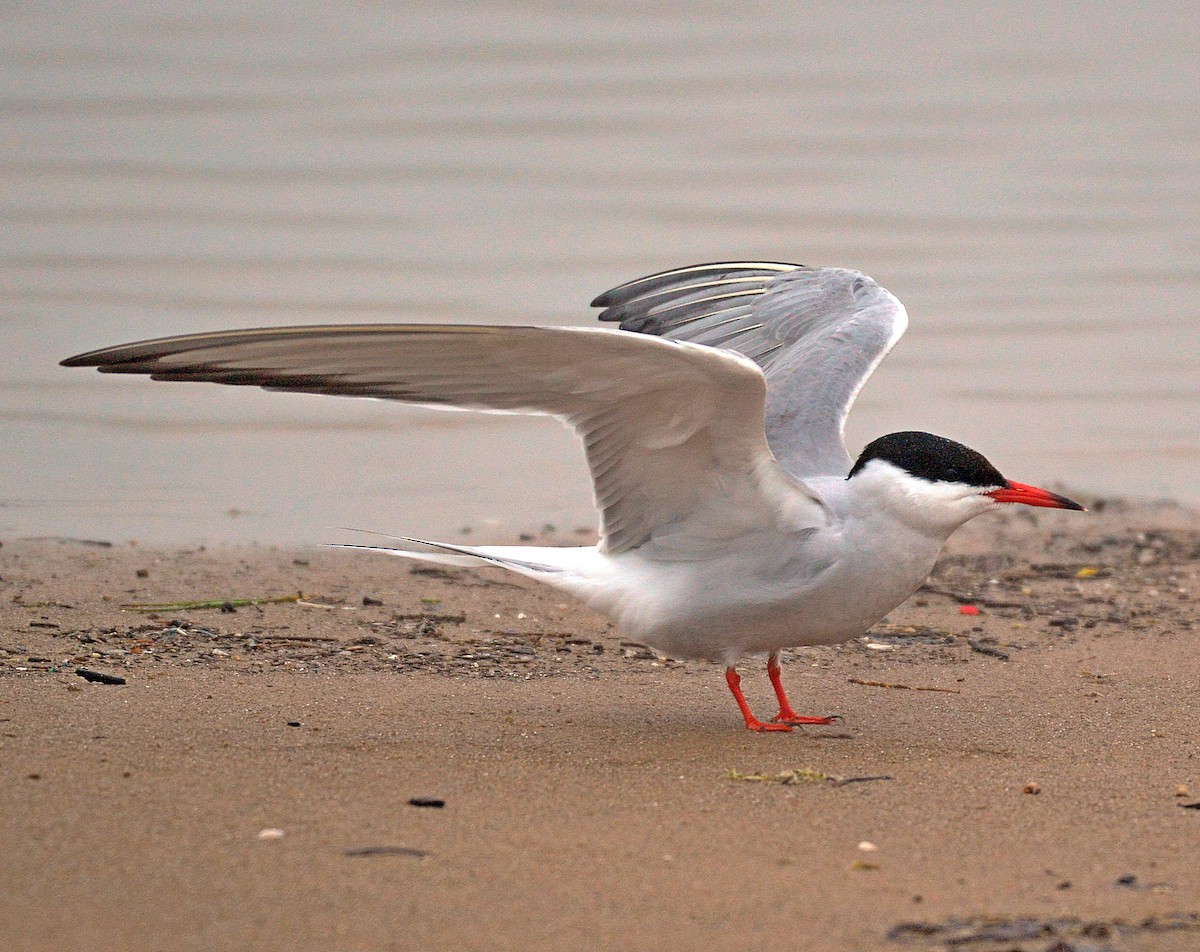 Common Tern - Daniel Murphy