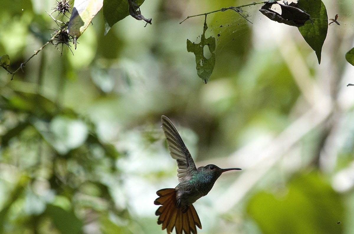 Rufous-tailed Hummingbird - Howard Friedman