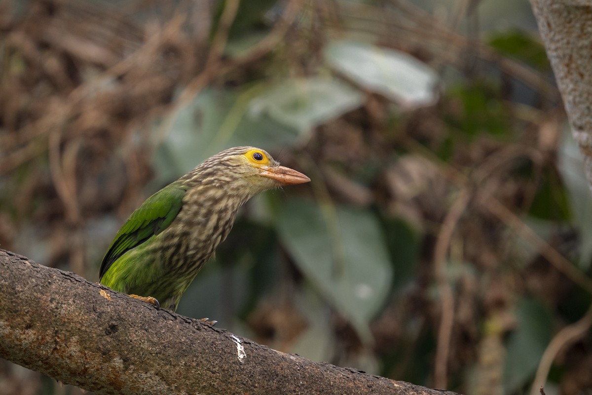 Lineated Barbet - ML286234841