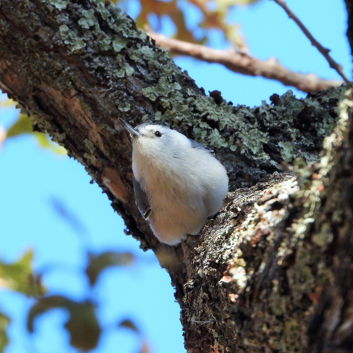 White-breasted Nuthatch - ML286239681