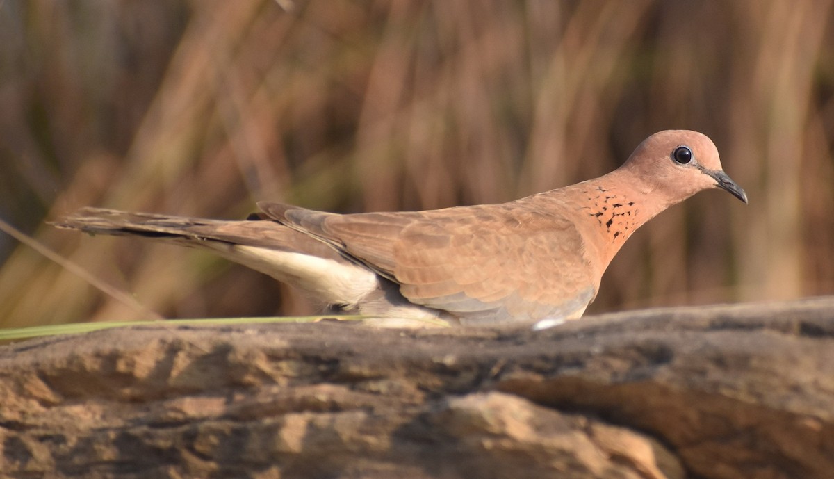 Laughing Dove - ML286244681