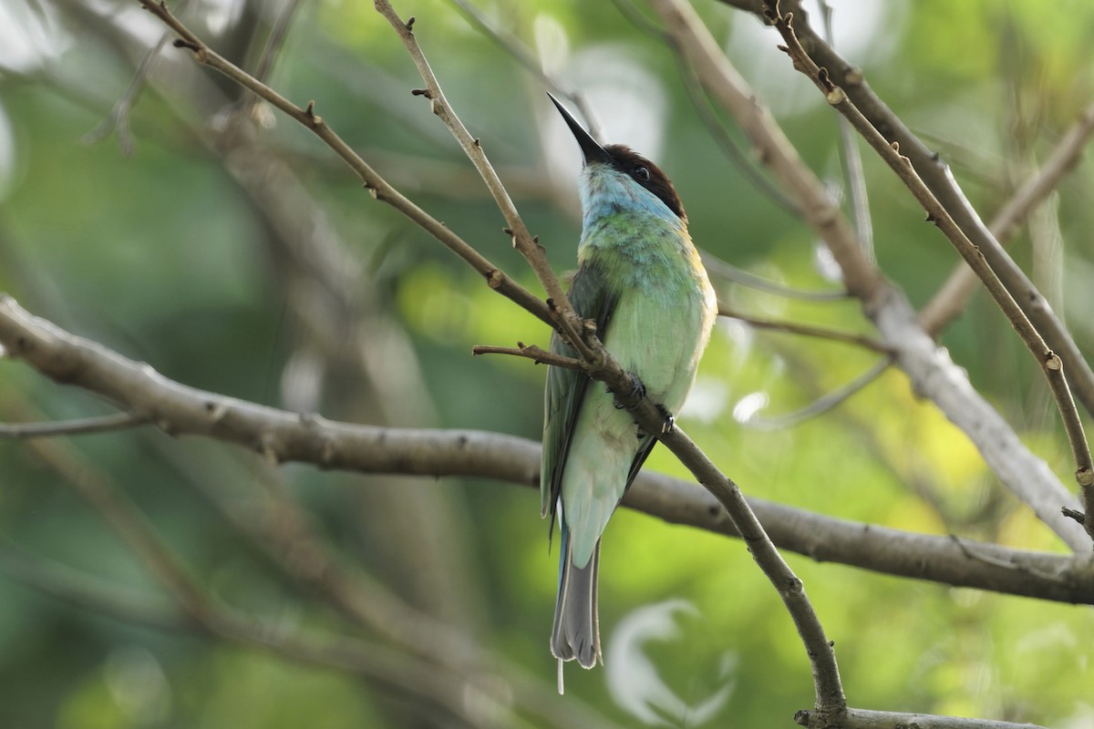Blue-throated Bee-eater - ML286251961