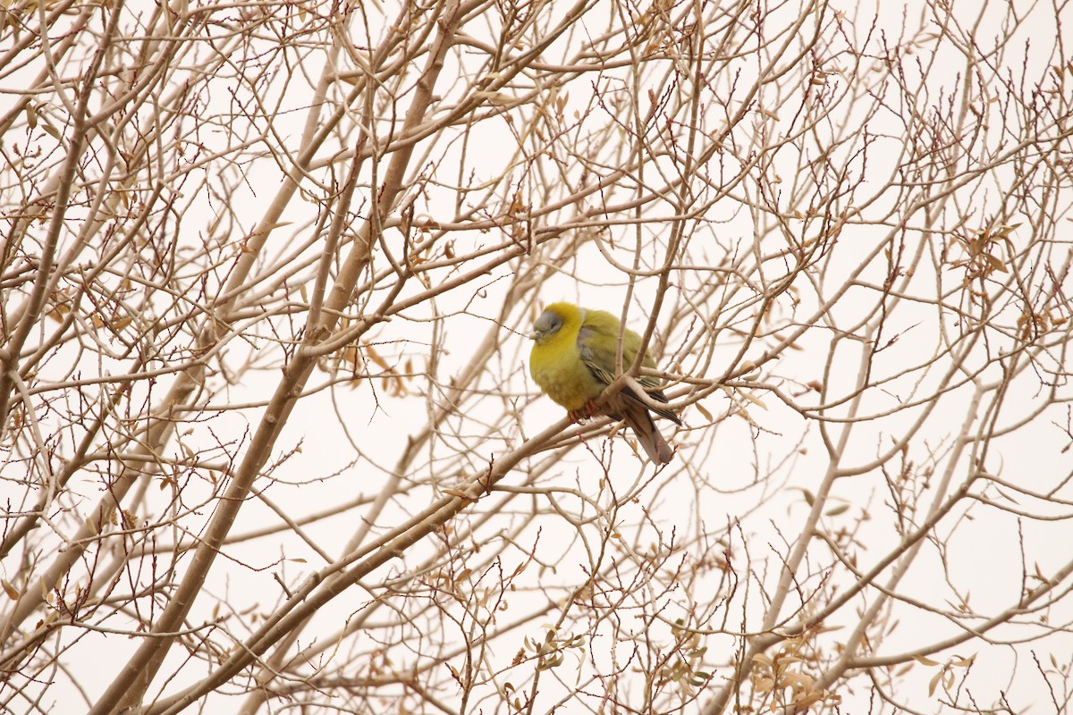 Yellow-footed Green-Pigeon - Padma Gyalpo