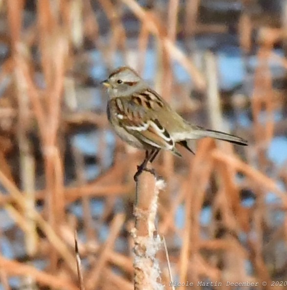 American Tree Sparrow - ML286267631