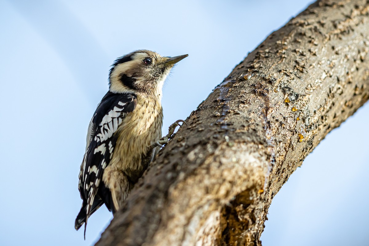 Gray-capped Pygmy Woodpecker - Jun Yang