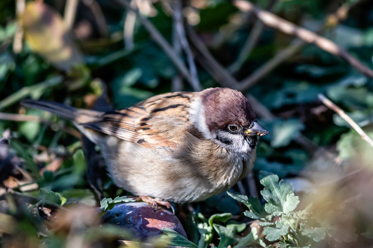 Eurasian Tree Sparrow - Jun Yang