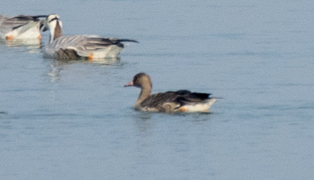Greater White-fronted Goose - Parmil Kumar