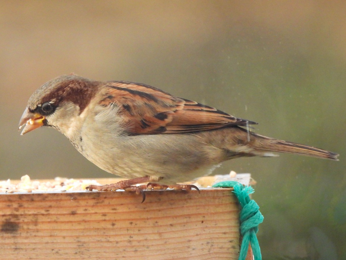 House Sparrow - ML286276891