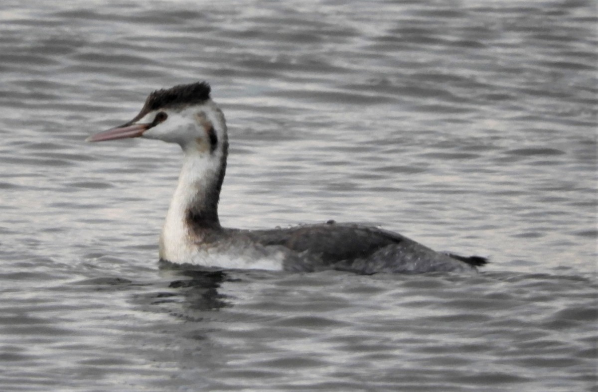 Great Crested Grebe - Silas Brown