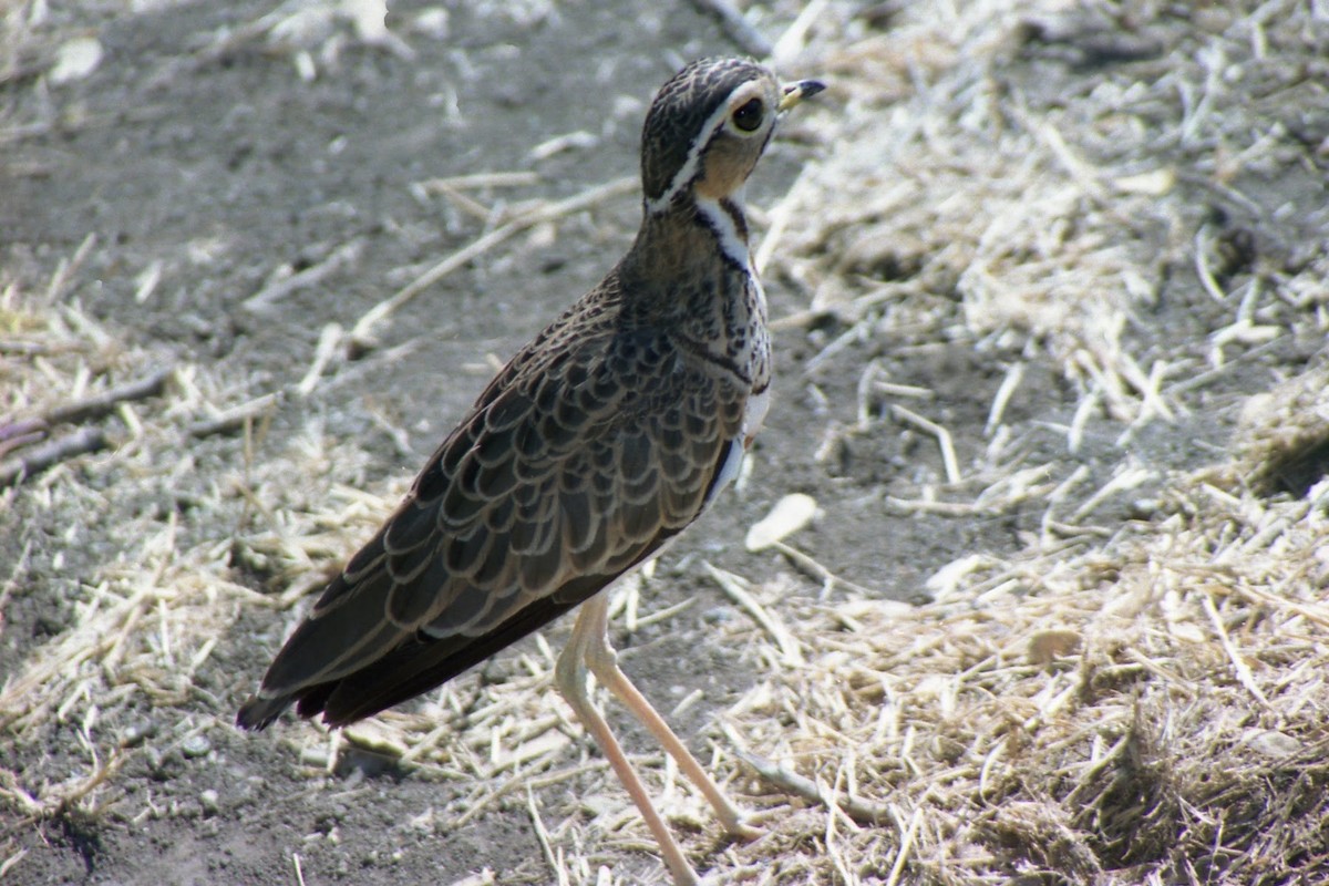 Three-banded Courser - Steven Fasciana
