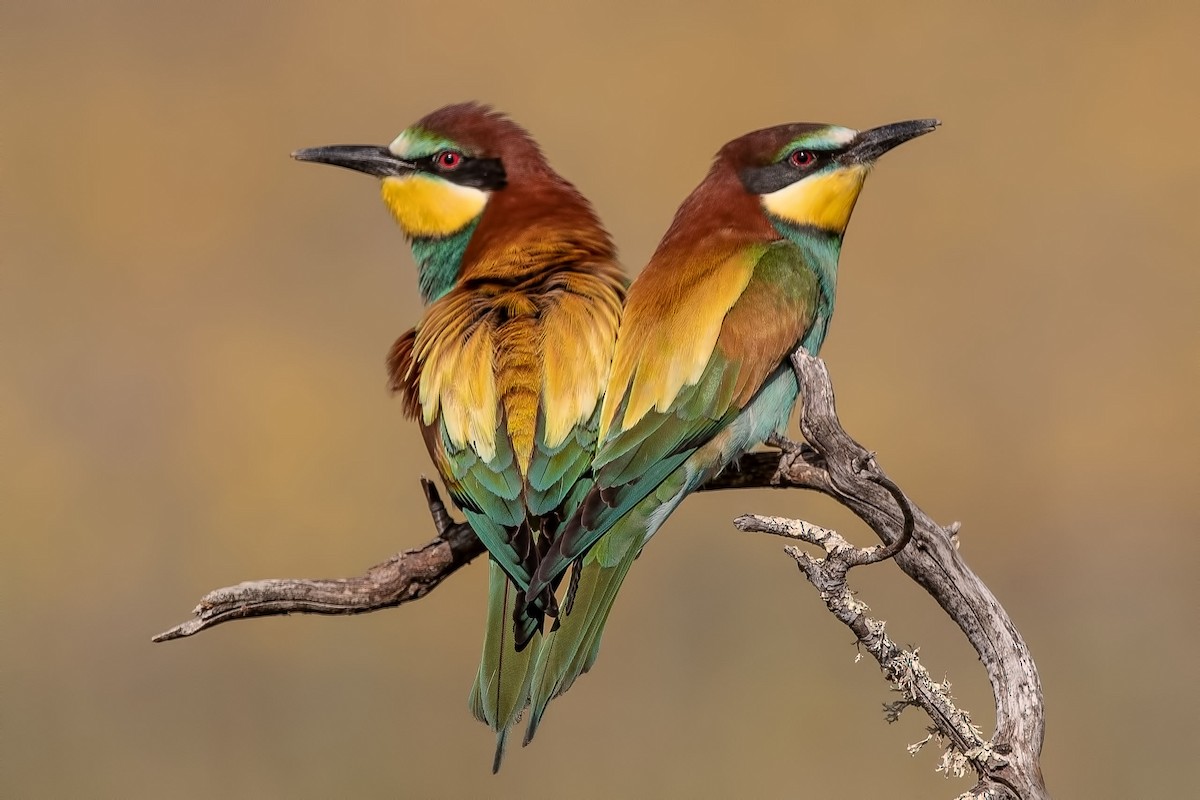European Bee-eater - ML286286081