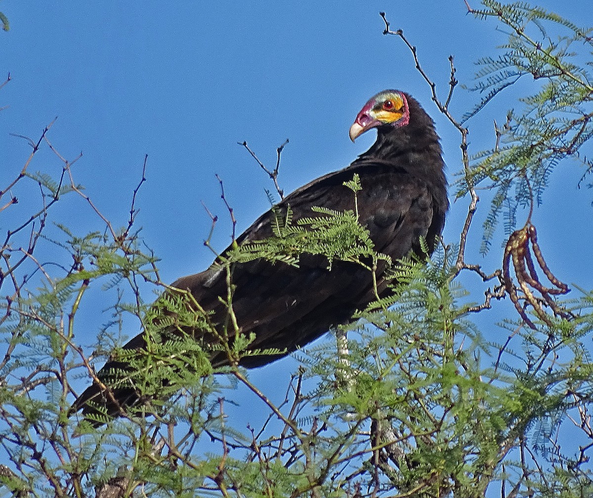 Lesser Yellow-headed Vulture - ML286287151