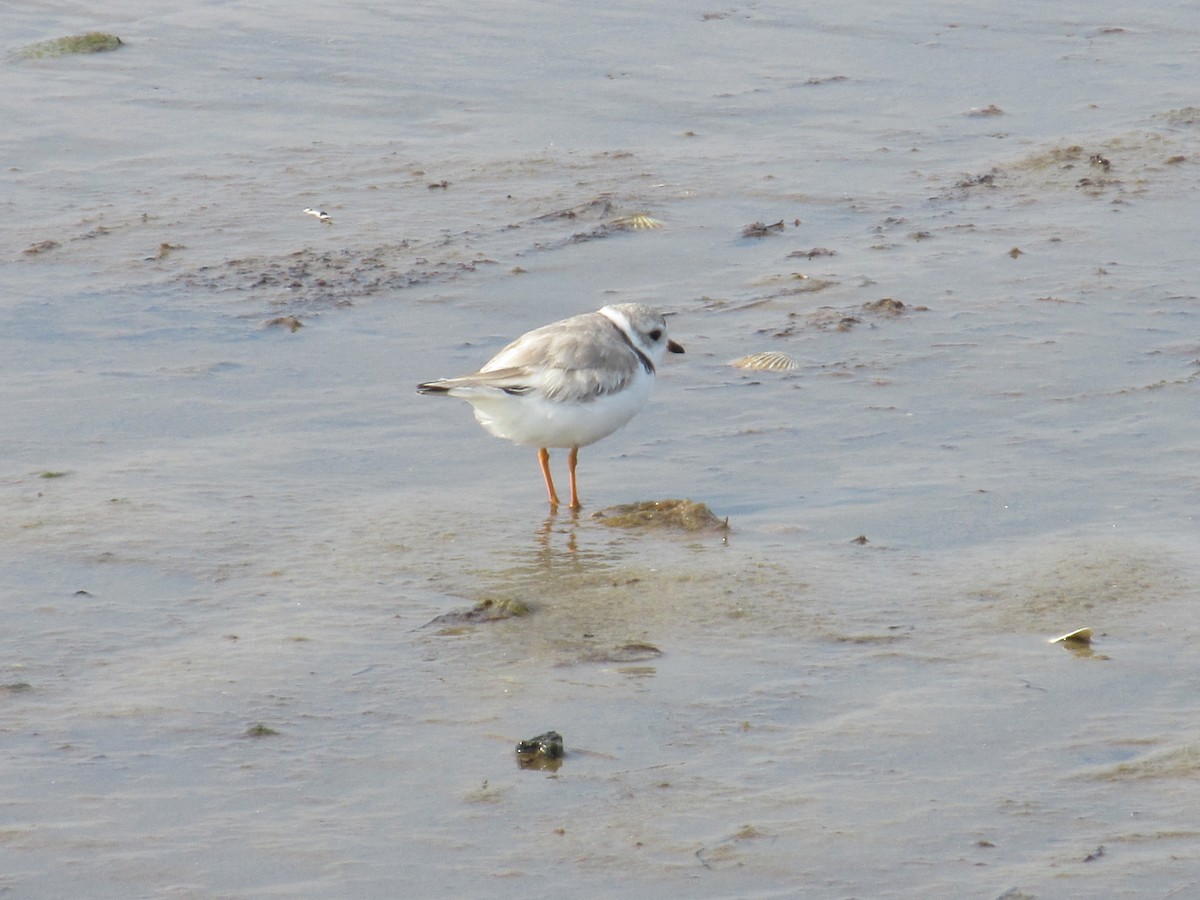 Piping Plover - ML286287851