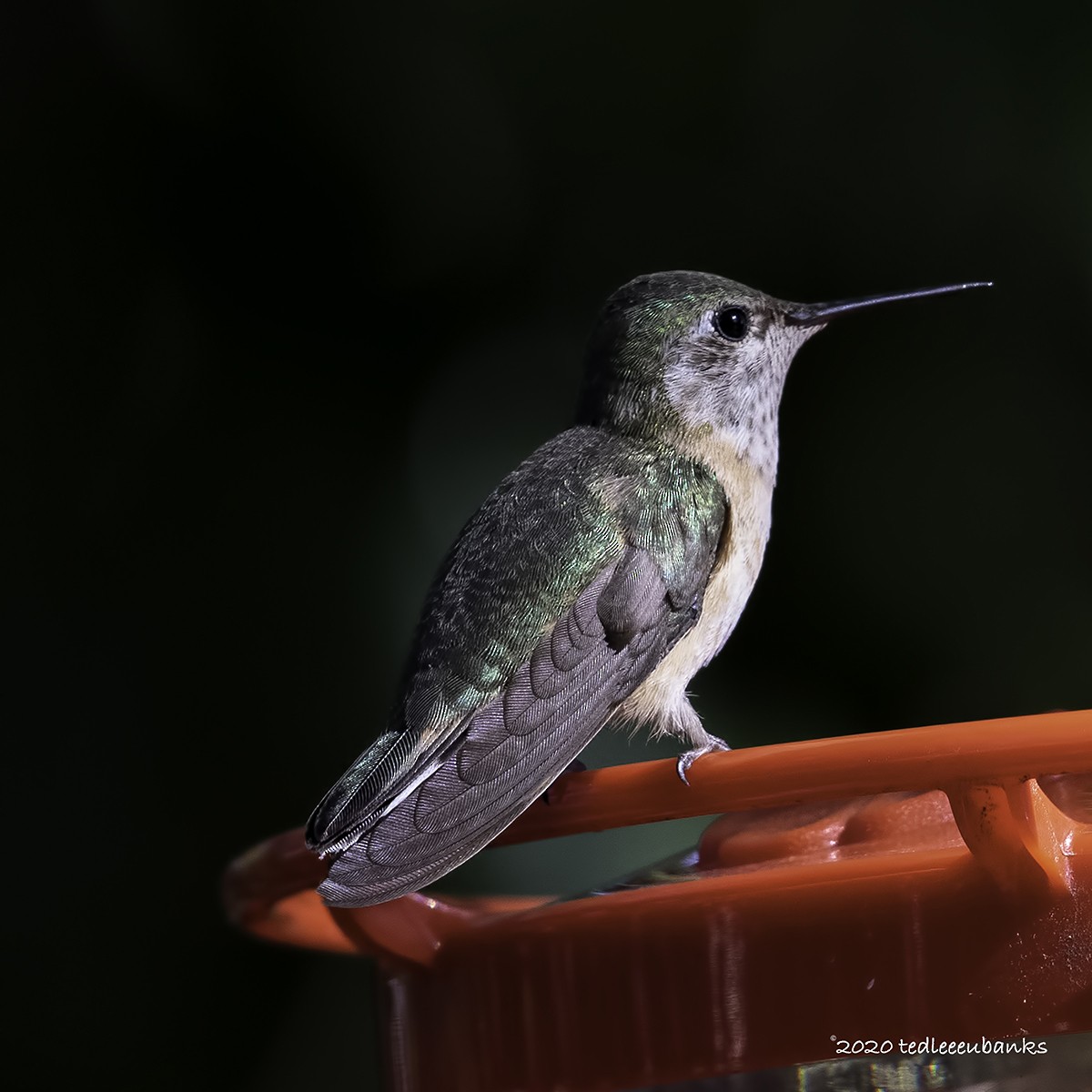 Calliope Hummingbird - ML286289131