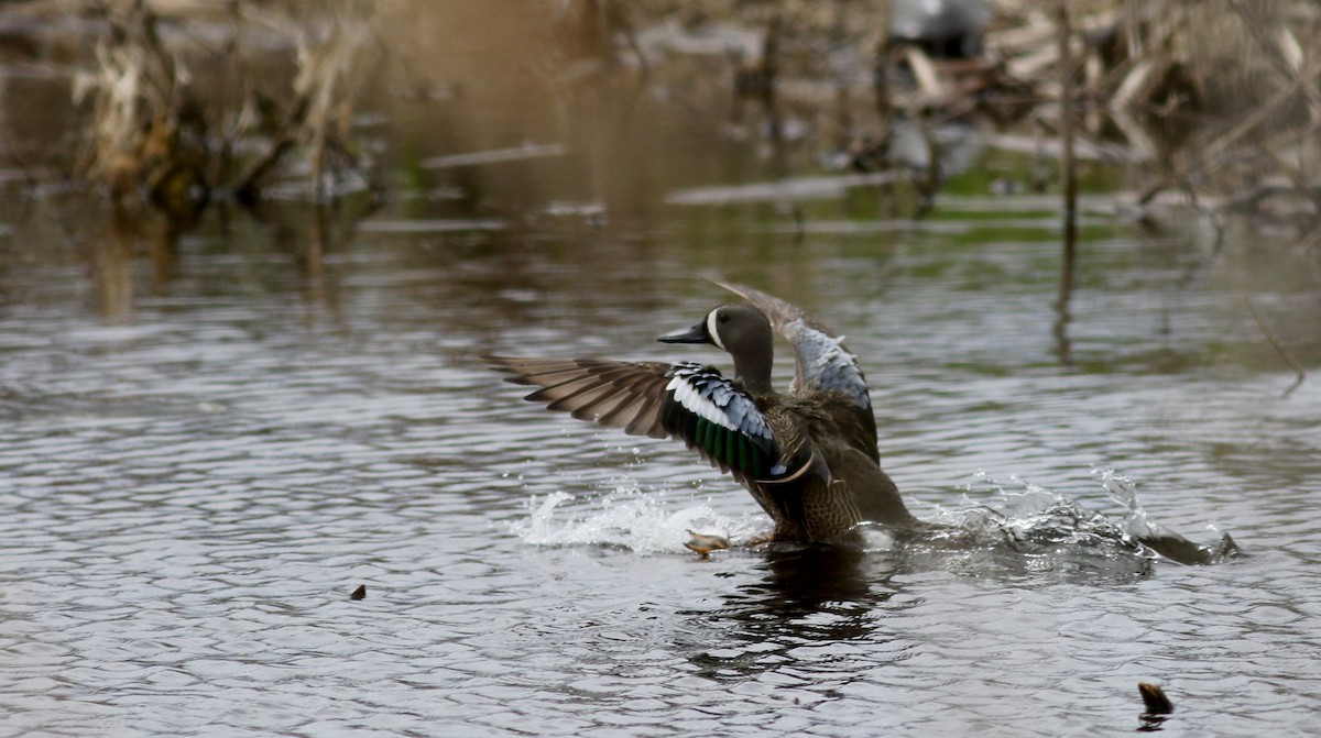 Blue-winged Teal - ML28628961