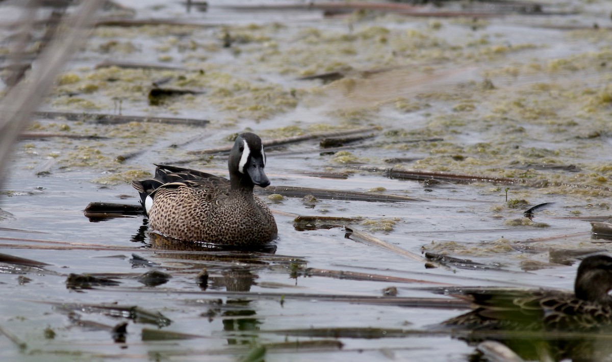 Blue-winged Teal - ML28629011