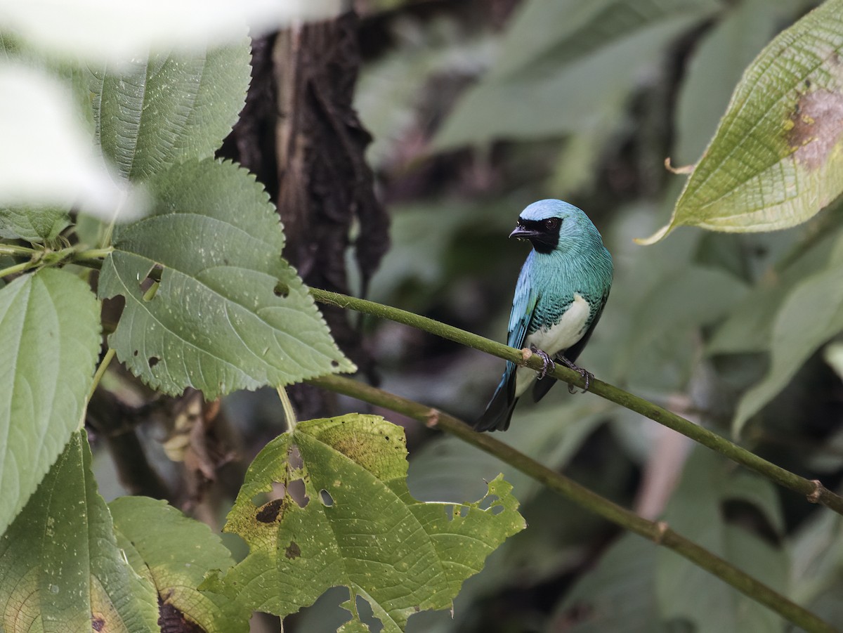 Swallow Tanager - ML286292961