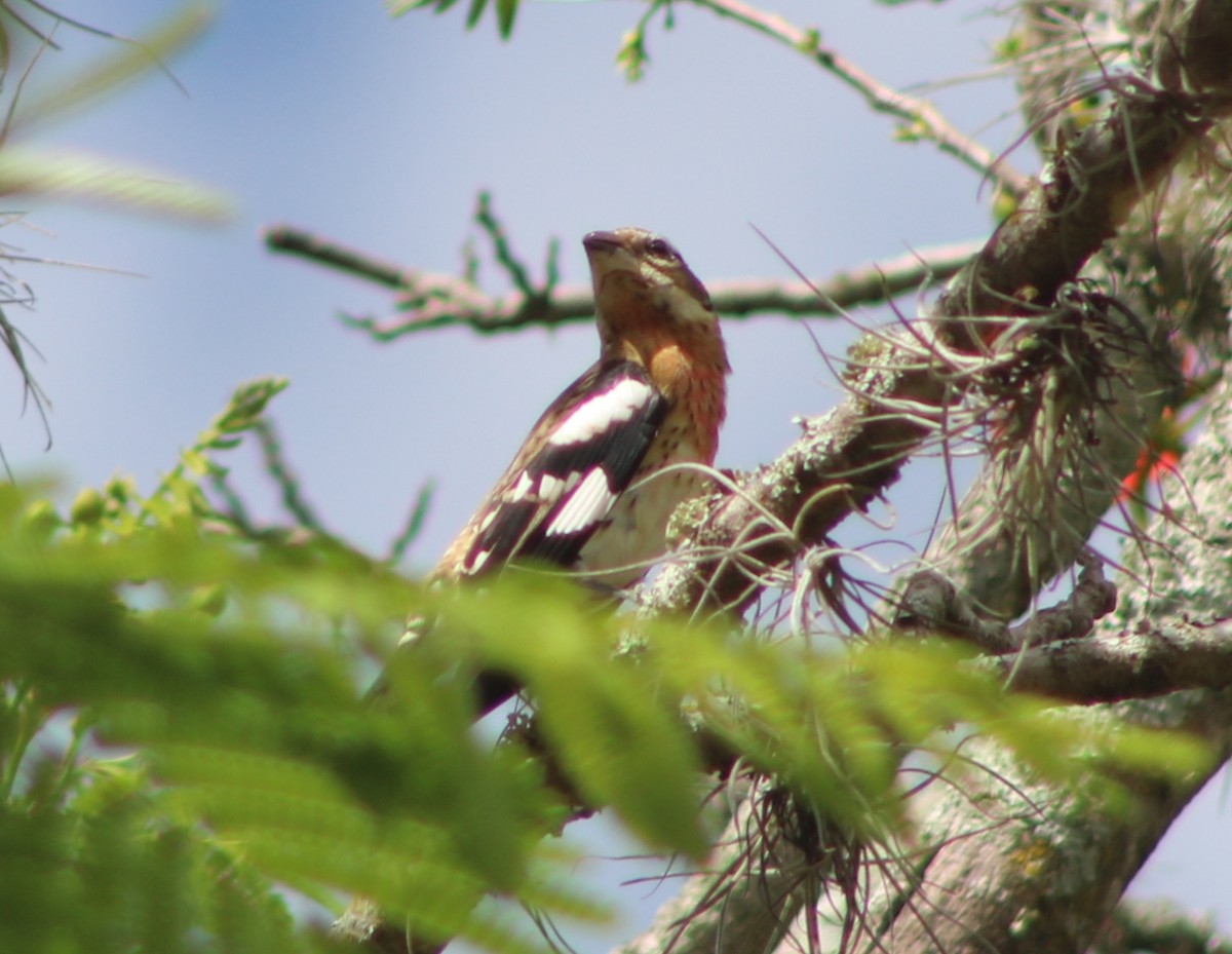 Rose-breasted Grosbeak - Jaguos por el territorio