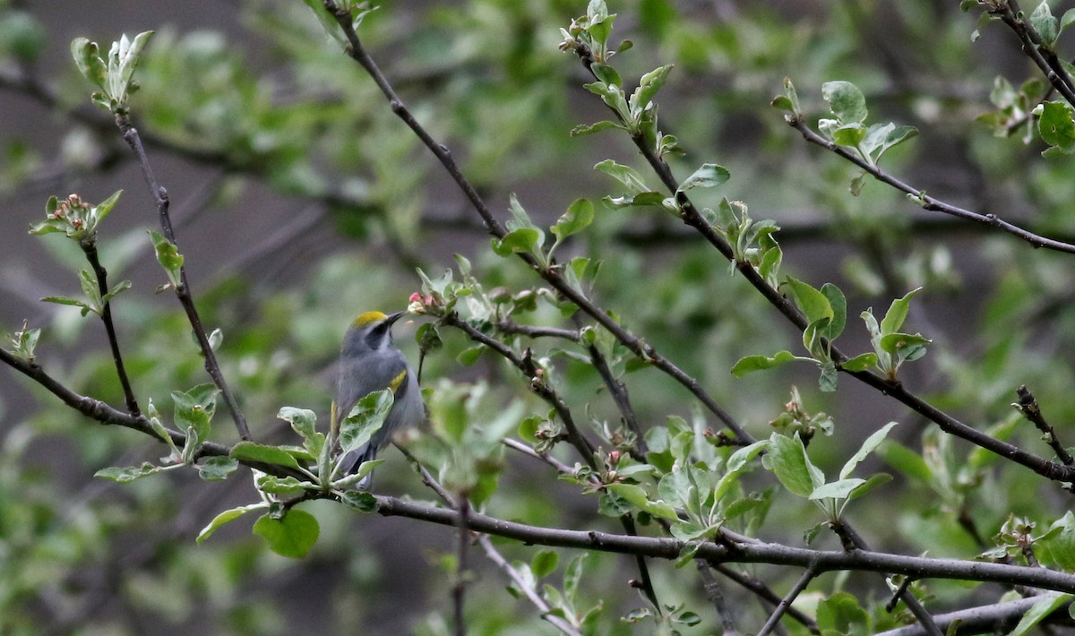 Golden-winged Warbler - Jay McGowan