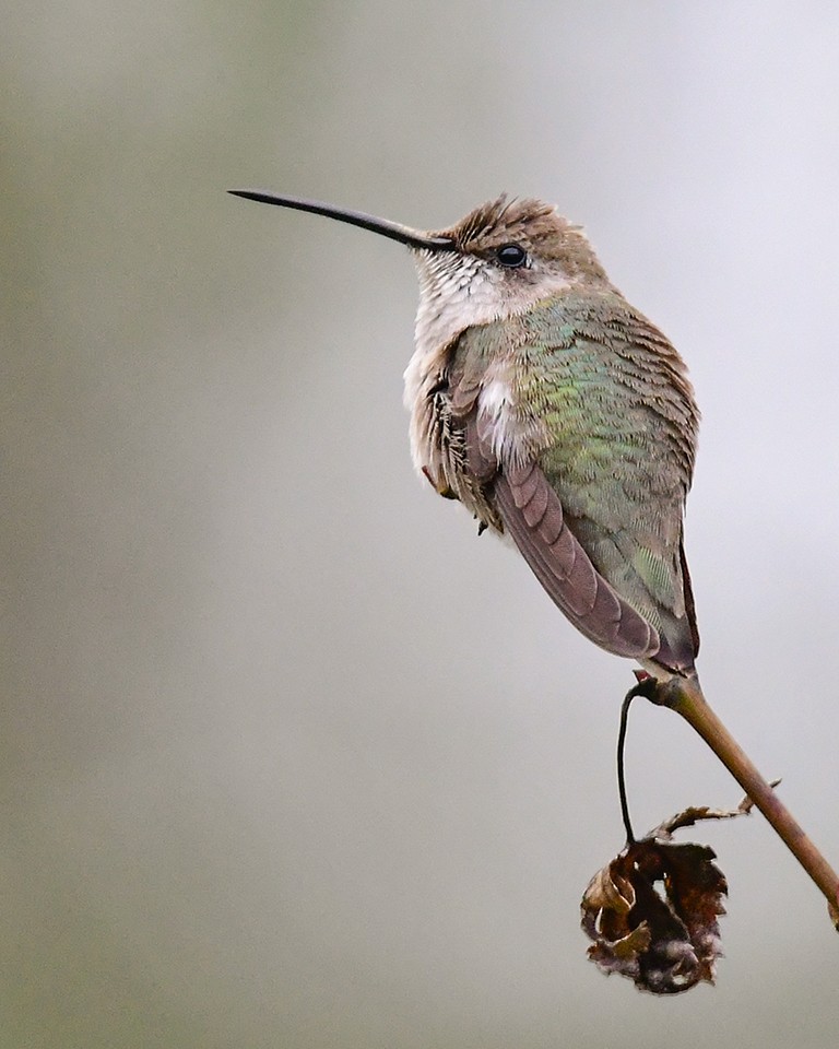 Black-chinned Hummingbird - Kathy Hicks