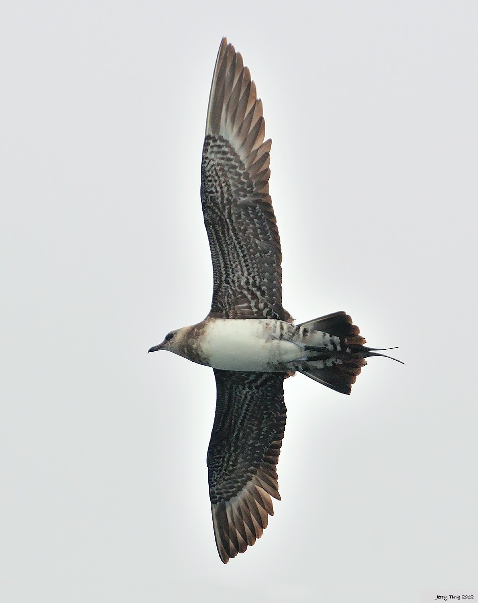 Long-tailed Jaeger - ML286304351