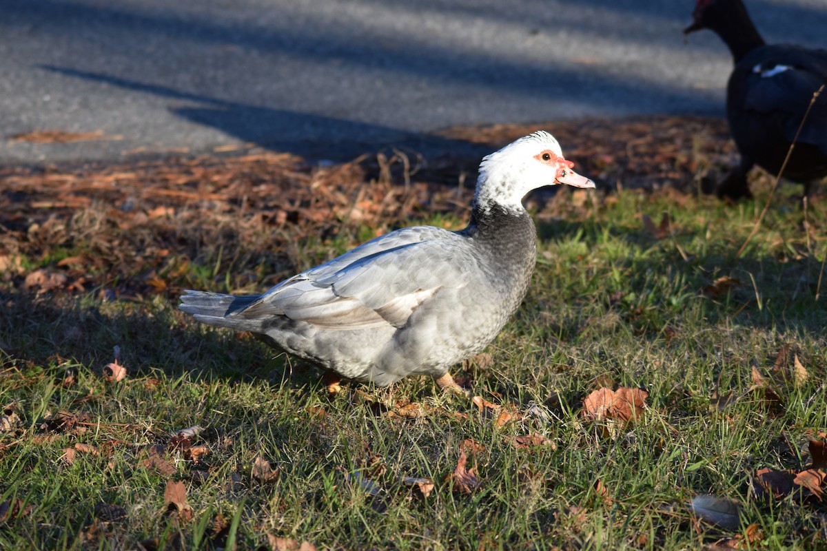 Muscovy Duck (Domestic type) - ML286305251