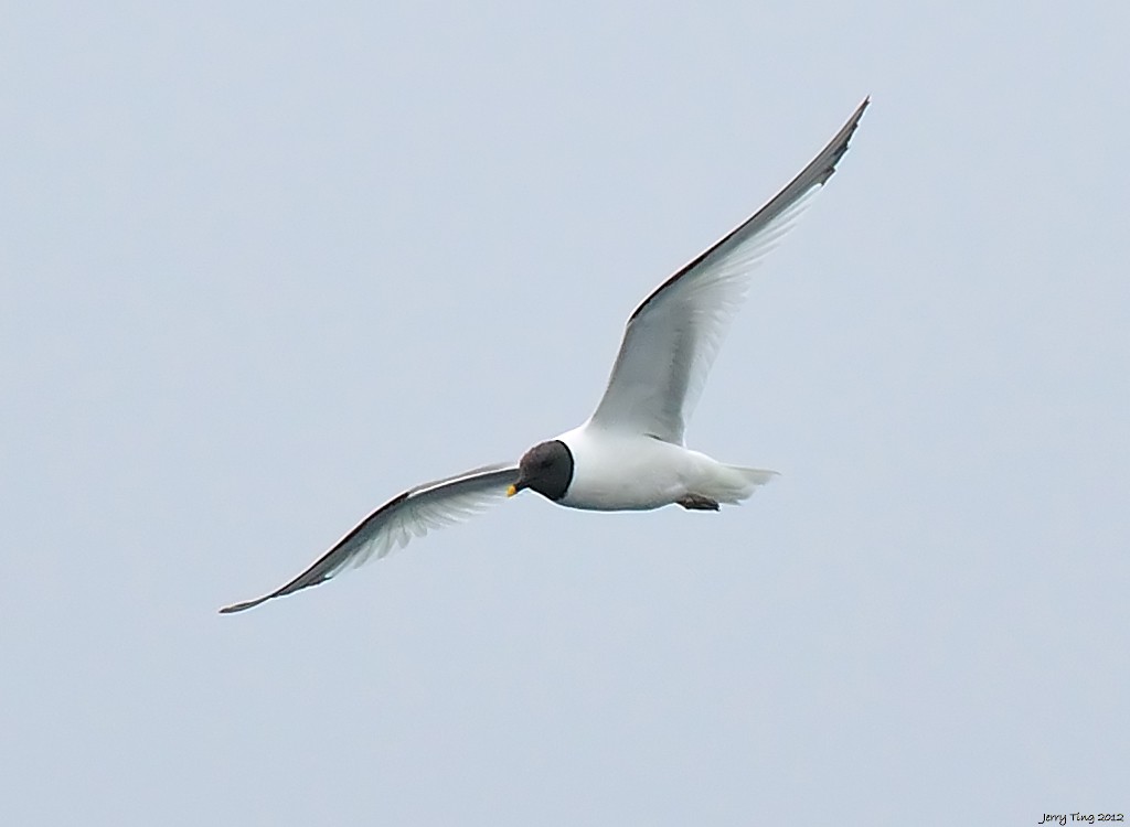 Sabine's Gull - Jerry Ting