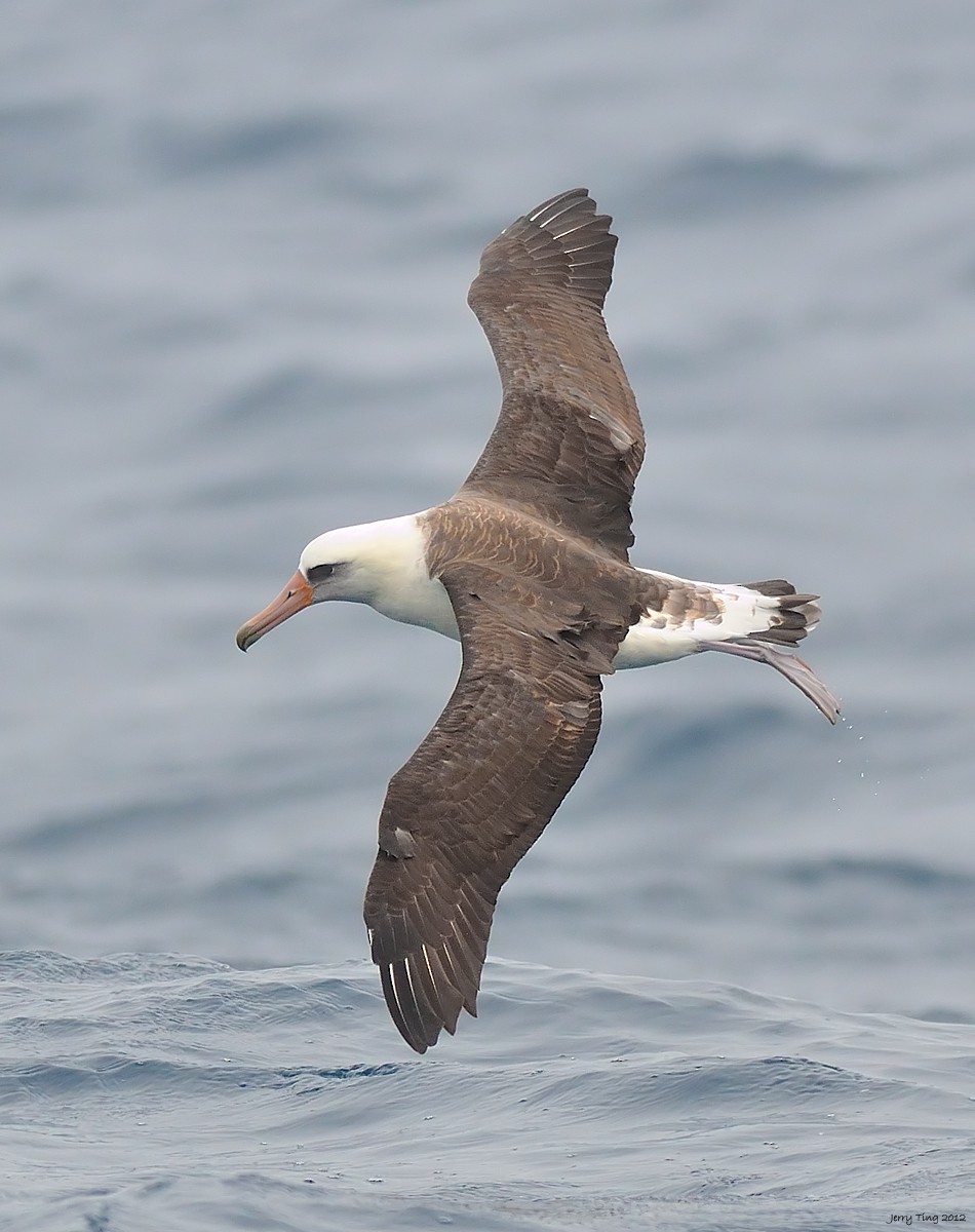 albatros laysanský - ML286305841
