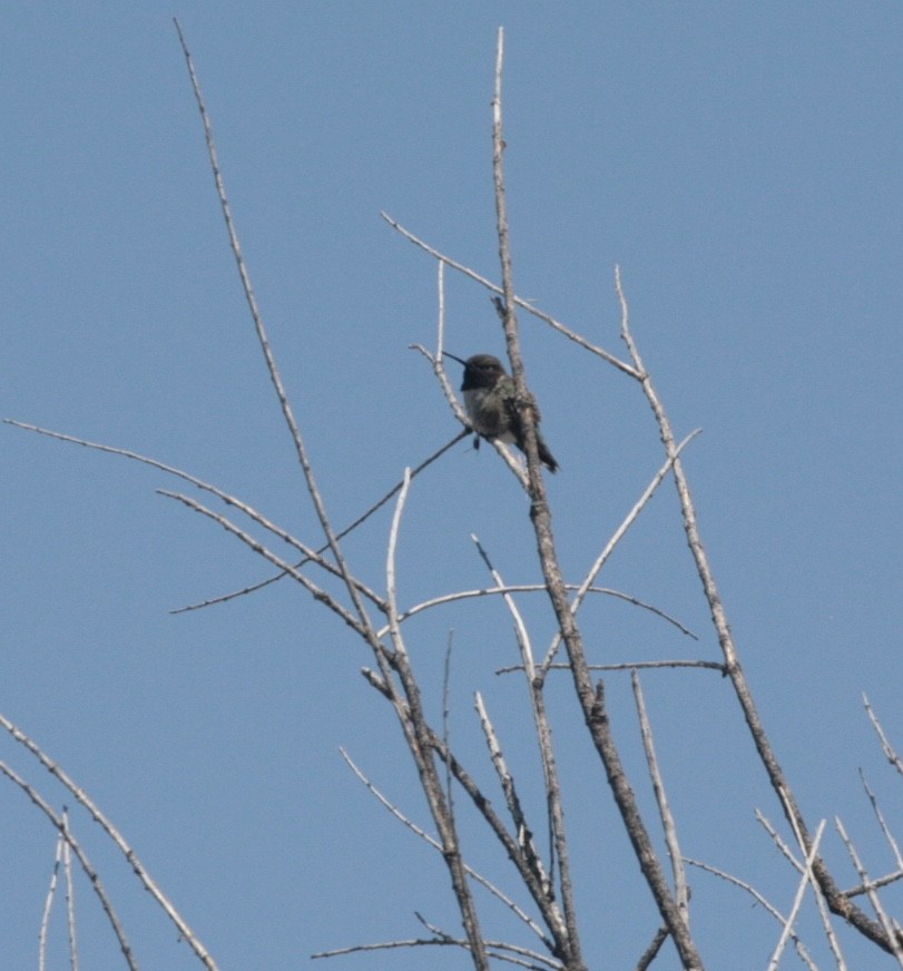 Black-chinned Hummingbird - Nick  Lund