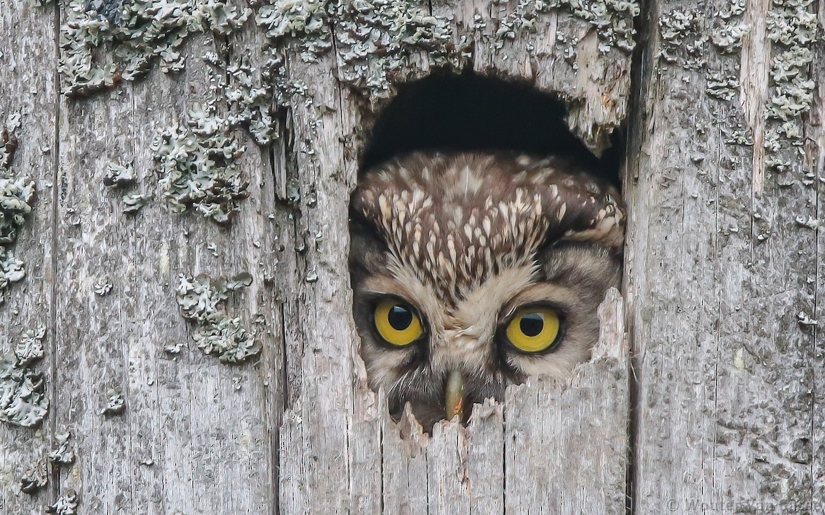 Boreal Owl (Tengmalm's) - Wouter Van Gasse
