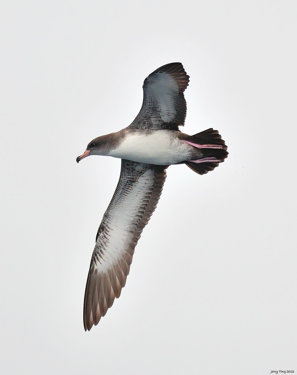 Pink-footed Shearwater - Jerry Ting