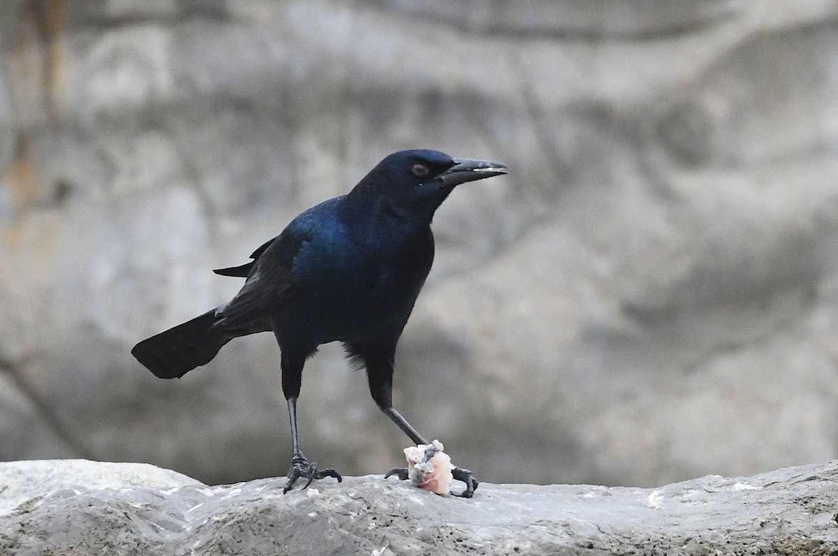 Boat-tailed Grackle - ML286317241