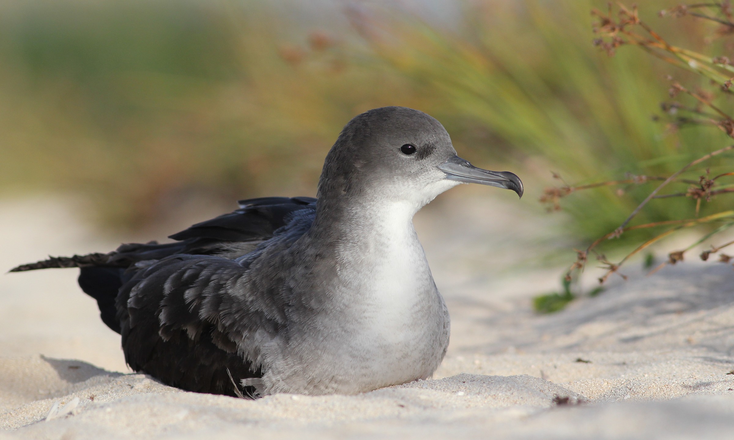 The oily Muttonbird, or short-tailed Shearwater